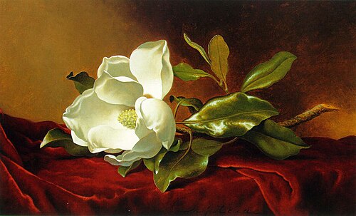 A Magnolia on Red Velvet, 1885, Martin Johnson Heade