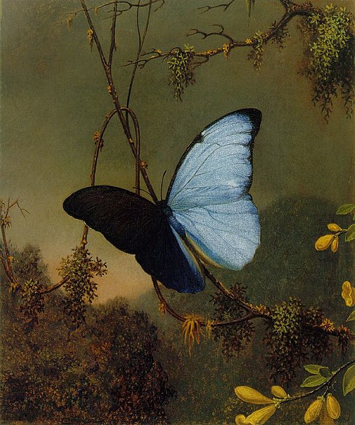 Blue Morpho Butterfly, 1864, Martin Johnson Heade
