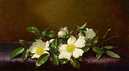 Cherokee Roses on a Purple Cloth, 1894, Martin Johnson Heade