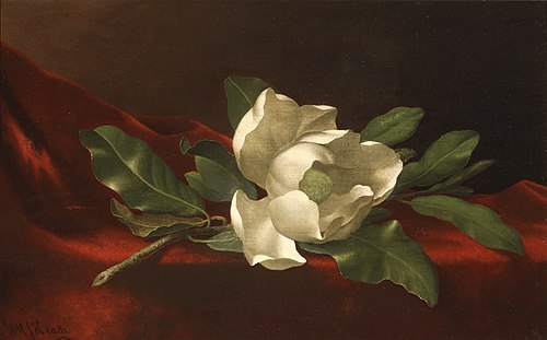 Magnolia, 1885, Martin Johnson Heade