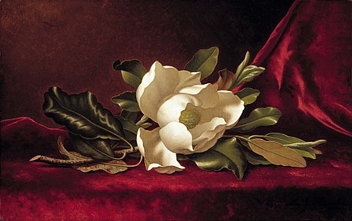 The Magnolia Blossom, 1888, Martin Johnson Heade