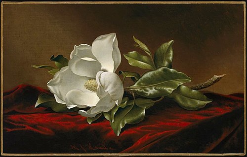 Magnolia Grandiflora, 1885, Martin Johnson Heade