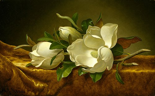 Magnolias on Gold Velvet Cloth, 1888, Martin Johnson Heade