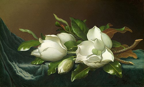 Magnolias on Light Blue Velvet Cloth, 1885, Martin Johnson Heade