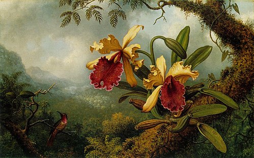 Orchids and Hummingbird, , Martin Johnson Heade