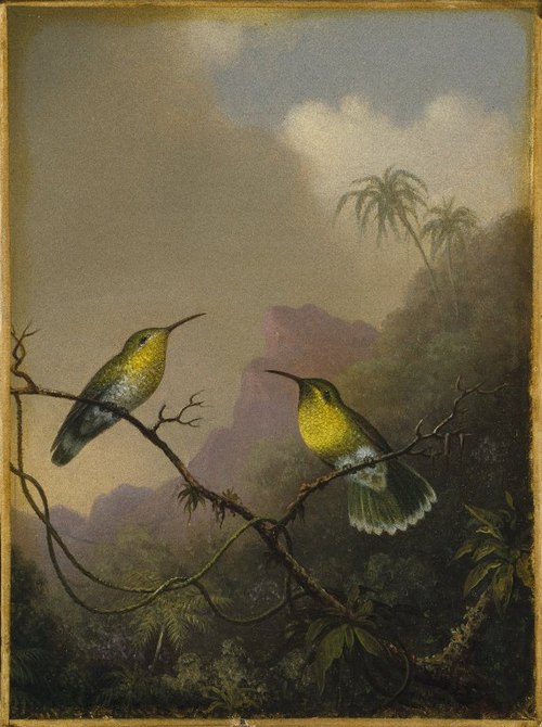Two Humming Birds: Copper-tailed Amazili, 1865, Martin Johnson Heade