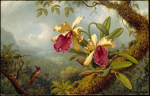 Orchids and Hummingbird, , Martin Johnson Heade