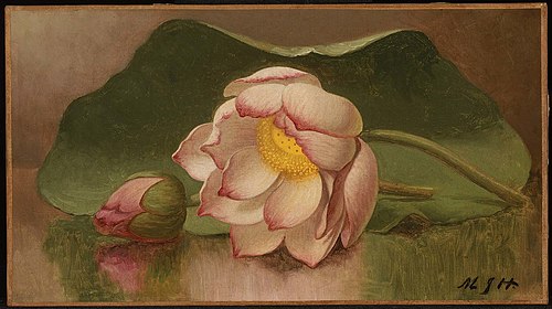 Lotus Blossom, 1892, Martin Johnson Heade