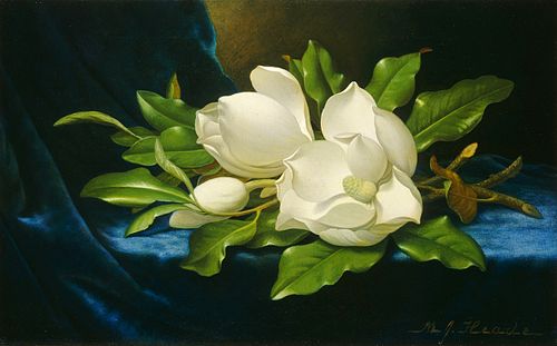 Magnolias géants sur velours bleu, 1890, Martin Johnson Heade