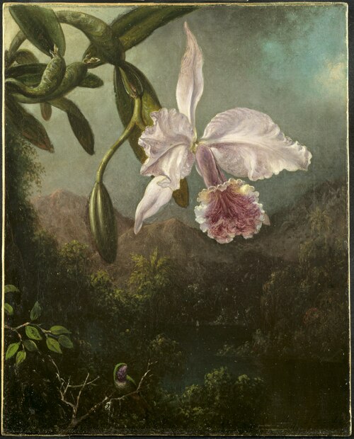 Orchid Blossoms, 1873, Martin Johnson Heade
