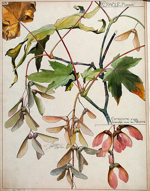 Etude d'érable platane: extrémité d'une branche avec les fruits, musée de l'Ecole de Nancy, inv. 988, 1904, Henri Bergé