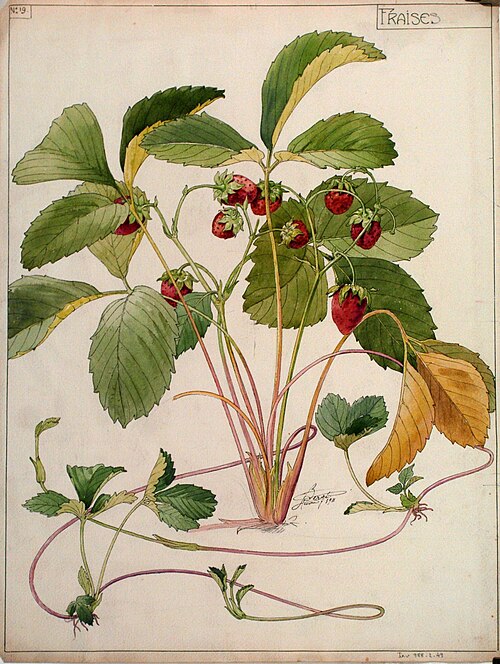 Etude de fraises (n°19), 1911, Henri Bergé