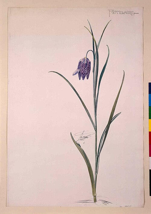 Etude de la fritillaire pintade, Henri Bergé, musée de l'Ecole de Nancy, inv 988-2-2, cliché Cl. Phi, , Henri Bergé