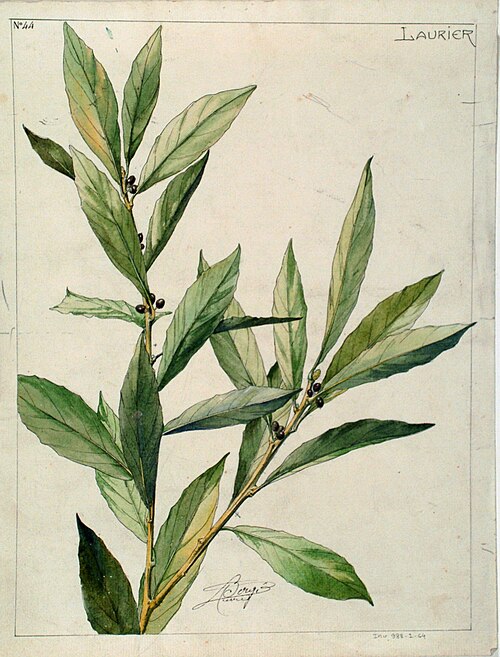 Etude de laurier, Henri Bergé, musée de l'Ecole de Nancy, inv 988-2-64, cliché D. Boyer, , Henri Bergé