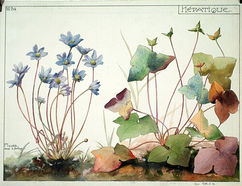 Etude d'hépatique, Henri Bergé, musée de l'Ecole de Nancy, inv 988.2.36, , Henri Bergé