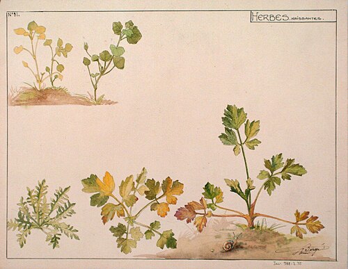 Etude d'herbes naissantes, n°31, Henri Bergé, musée de l'Ecole de Nancy, inv. 988.2, , Henri Bergé