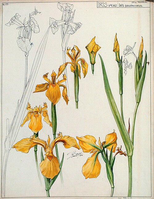 Etude d'iris d'eau n°25, Henri Bergé, musée de l'Ecole de Nancy, inv.988.2.43, 1904, Henri Bergé