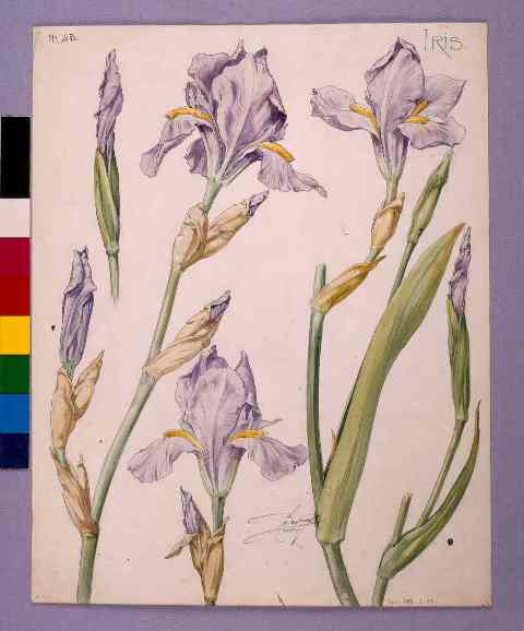 Étude d'iris n°43, Henri Bergé, musée de l'École de Nancy, inv 988.2.19, cliché Cl.Philippot, , Henri Bergé