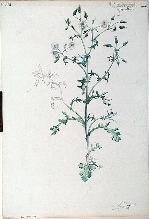 Étude de Séneçon, 1919, Henri Bergé