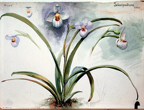 Étude de Selenipedium, 1926, Henri Bergé
