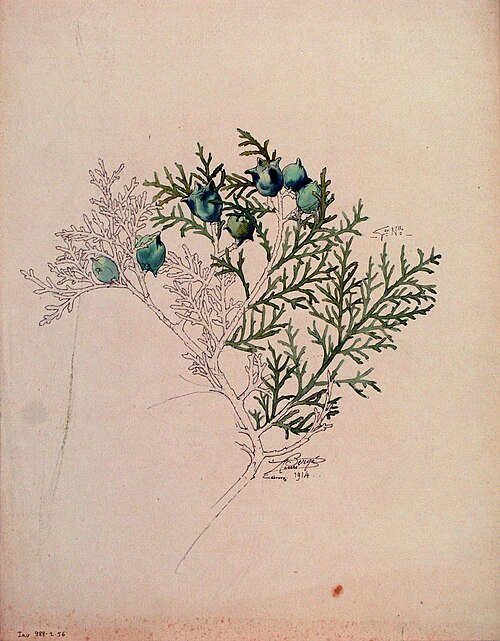 Étude de Thuya, 1914, Henri Bergé