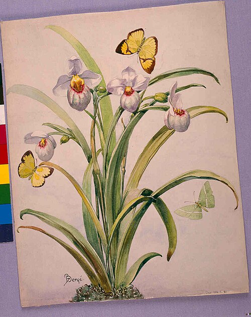Étude de Selenipedium, 1937, Henri Bergé