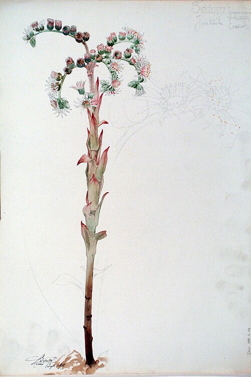 Étude de Sedum, 1919, Henri Bergé