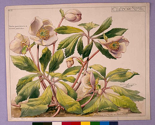 Étude d'Ellébore, , Henri Bergé