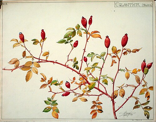 Étude de fruits d'églantier, , Henri Bergé