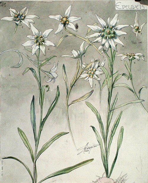 Étude d'edelweiss, , Henri Bergé
