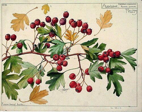 Étude de fruits d'aubépine, , Henri Bergé