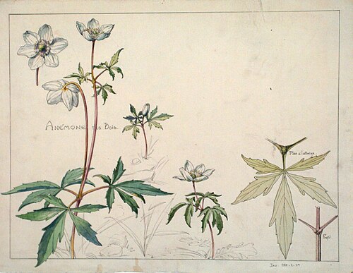Étude d'anémone des bois, , Henri Bergé