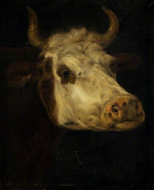 The Head of a Cow, , Aelbert Cuyp