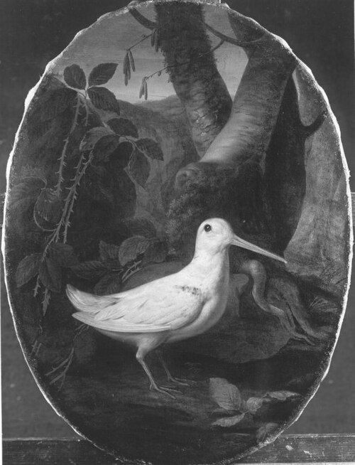 Weiße Schnepfe, 1779, Johann Christian von Mannlich