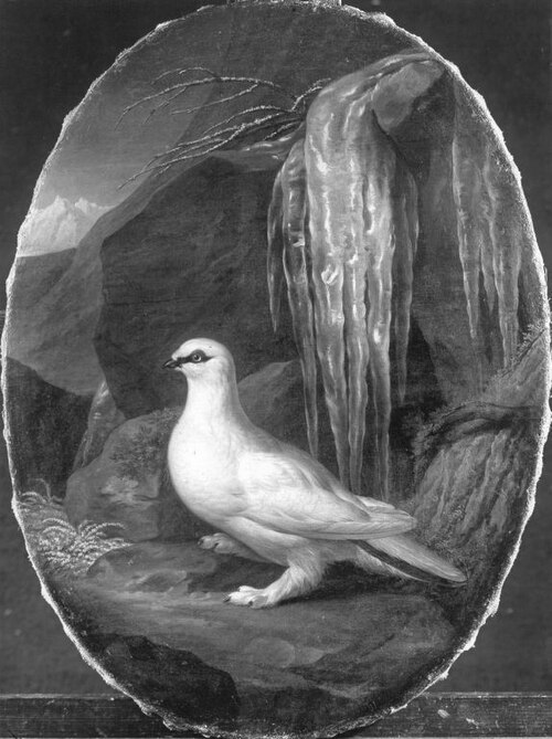 Schneehuhn, 1779, Johann Christian von Mannlich
