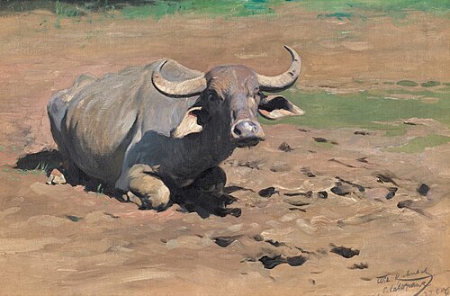 Resting Buffalo, , Wilhelm Kuhnert
