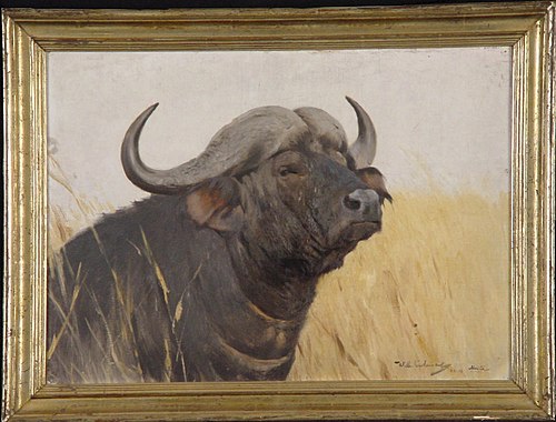 Kop van een Afrikaanse buffel, 1910, Wilhelm Kuhnert