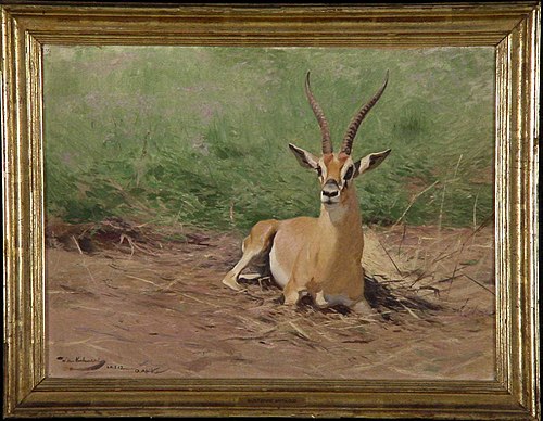 Rustende Grantgazelle, 1912, Wilhelm Kuhnert