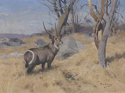 Waterbok, 1903, Wilhelm Kuhnert