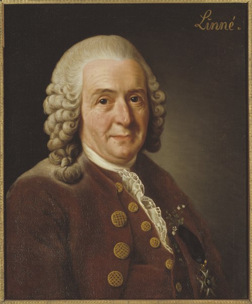 Portrait of Carl Linnaeus, 1707-1778, 1775, Alexandre Roslin