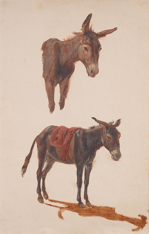 Ass studies, , Heinrich Bürkel