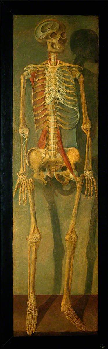 A Skeleton, Anterior View, Facing to Right, with Tendons, 1764, Jacques Fabien Gautier d'Agoty
