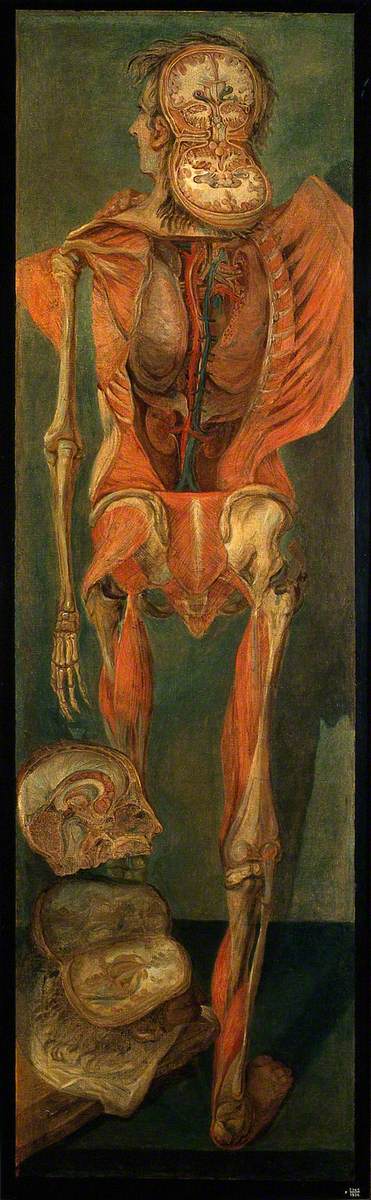 A Standing Dissected Man, Posterior View, with Separate Sections of the Brain, 1764, Jacques Fabien Gautier d'Agoty