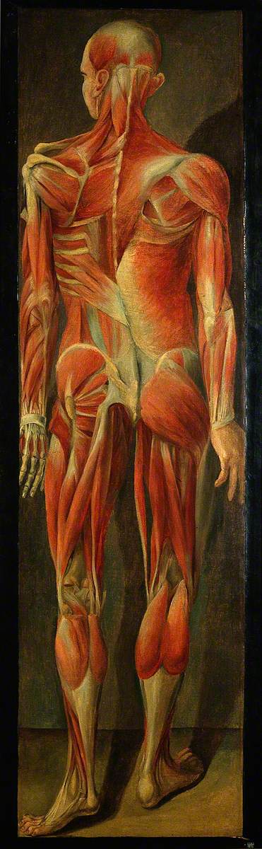A Standing Figure, Posterior View, Showing Superficial Muscles and Tendons, 1764, Jacques Fabien Gautier d'Agoty