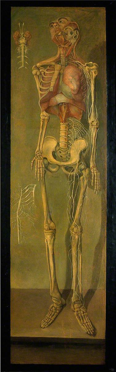 A Skeleton with the Left Ribs Removed, with some Nerves and Viscera, 1764, Jacques Fabien Gautier d'Agoty