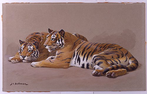 Tiger Studies, 1902, John Charles Dollman