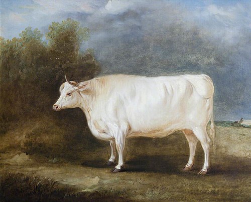 A Prize Ox in a Landscape, 1831, John Ferneley