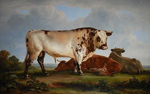 A Bull, , John Glover