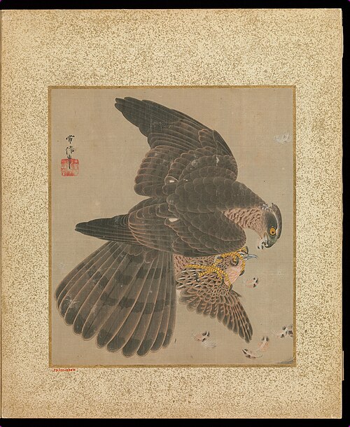 Album of Hawks and Calligraphy, 1674, Kanō Tsunenobu