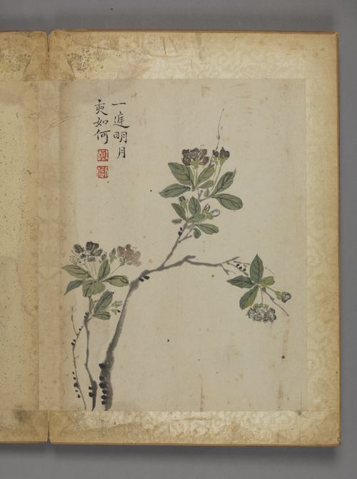 汪士慎花卉册, , Wang Shishen